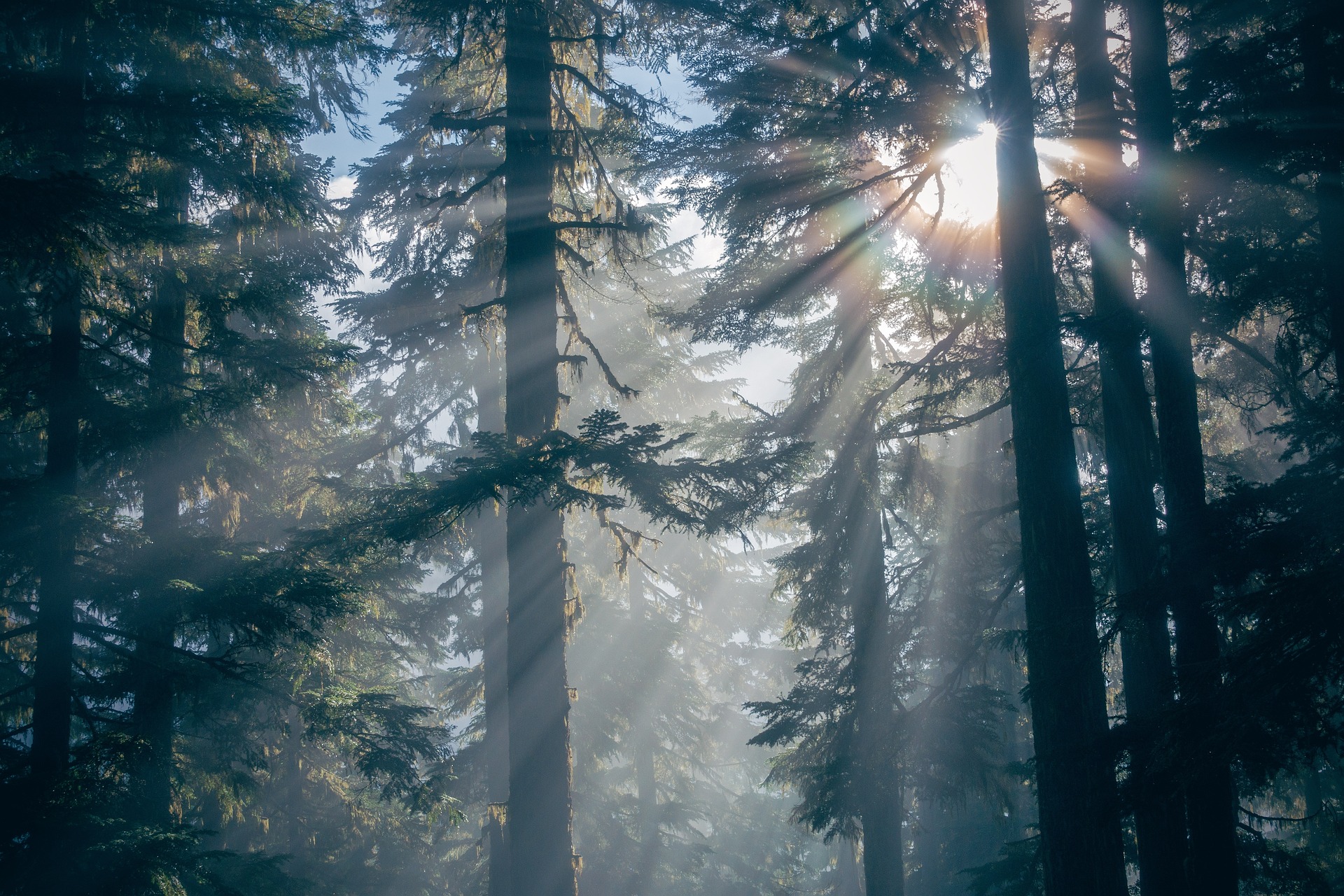 forest-1868136_1920