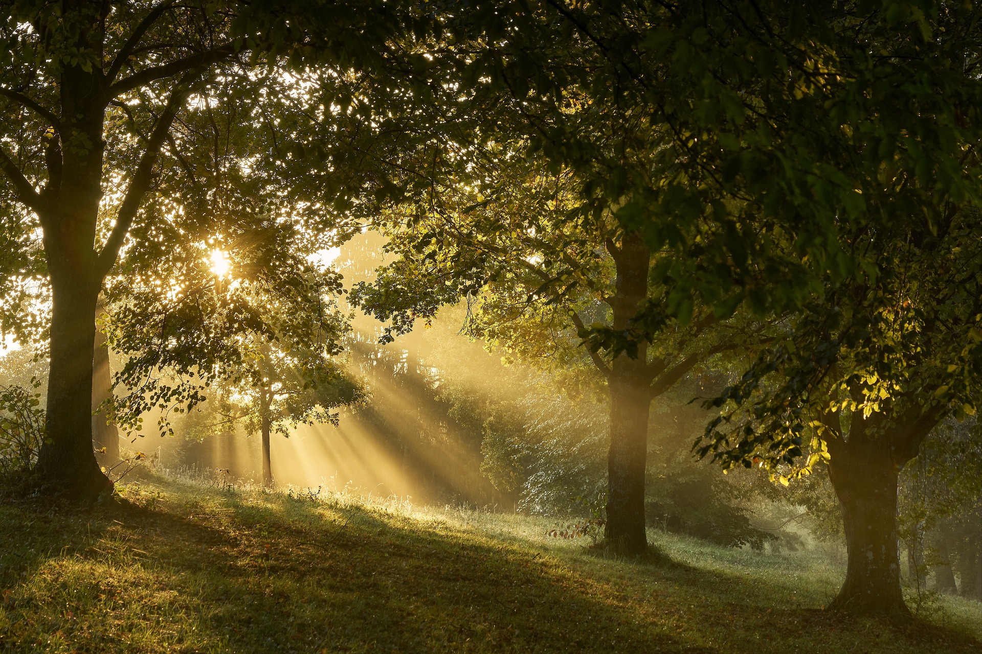 forest-3776796_1920