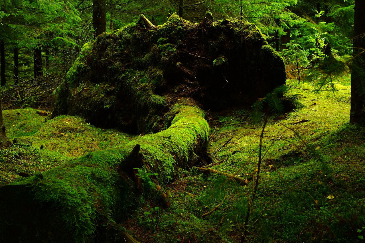 forest-483207_1280